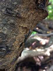 Poemeniinae