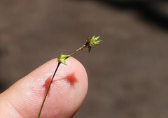 Stellulatae