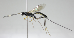 Poemeniinae