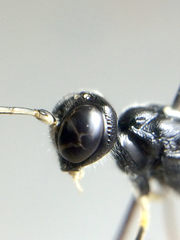 Poemeniinae