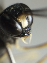 Poemeniinae
