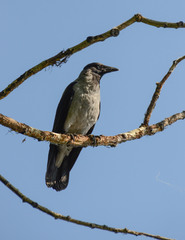 Corvus cornix