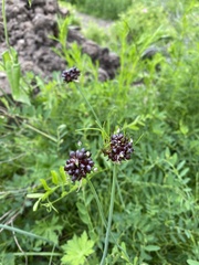 Allium macrostemon