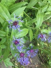Centaurea