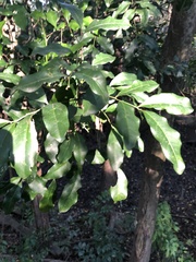 Toechima tenax