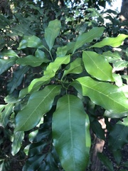 Toechima tenax