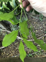 Toechima tenax
