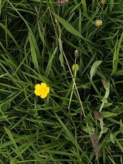 Ranunculus