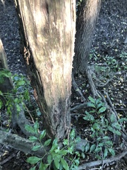 Toechima tenax