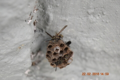 Mischocyttarus pallidipectus