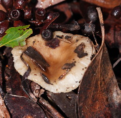 Russula neerimea