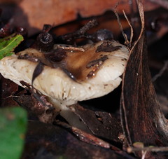 Russula neerimea