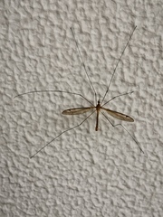 Tipulidae