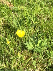 Ranunculus
