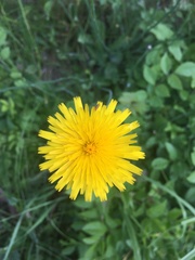 Taraxacum