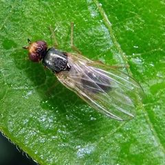 Chamaepsila nigricornis