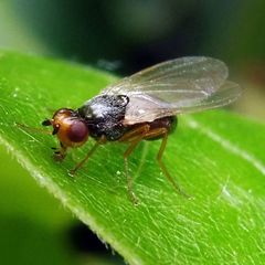 Chamaepsila nigricornis