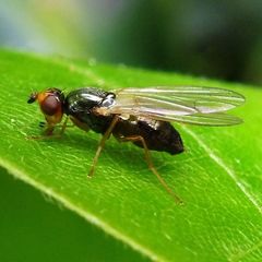 Chamaepsila nigricornis