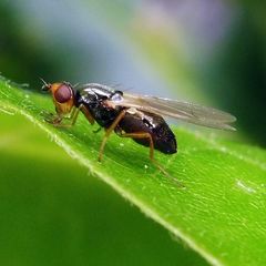 Chamaepsila nigricornis