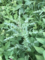Cirsium arvense