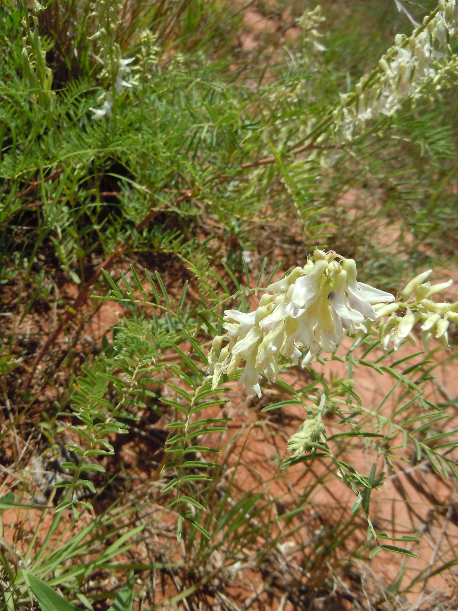 Astragalus racemosus var. racemosus