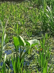 Calla palustris