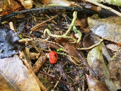 Leratiomyces erythrocephalus