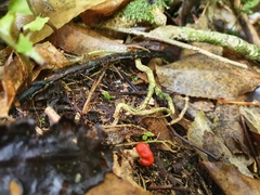 Leratiomyces erythrocephalus