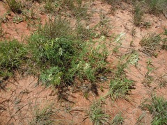 Astragalus racemosus