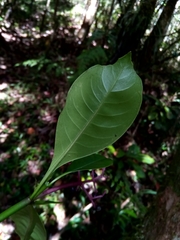 Chassalia acutiflora