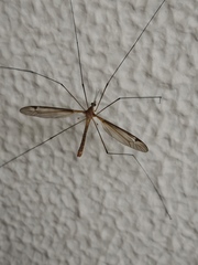 Tipulidae