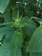 Urtica dioica