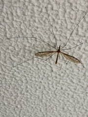 Tipulidae