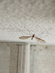 Tipulidae