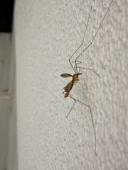Tipulidae