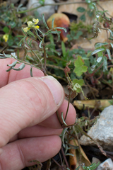 Hippocrepis ciliata