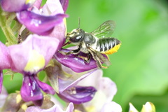 Megachile igniscopata