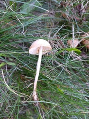 Marasmius oreades