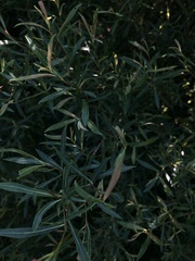Salix