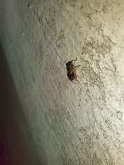 Menemerus bivittatus