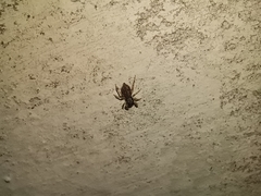 Menemerus bivittatus