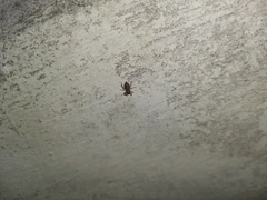 Menemerus bivittatus