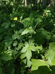 Geum urbanum