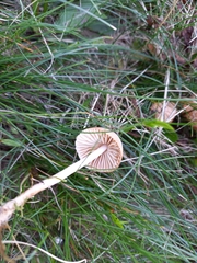 Marasmius oreades