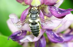 Megachile igniscopata