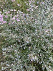 Echium italicum biebersteinii