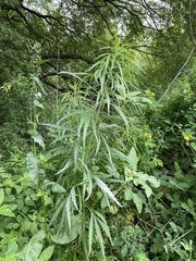 Artemisia selengensis