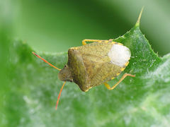 Peribalus strictus strictus