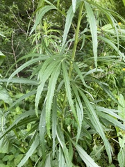 Artemisia selengensis