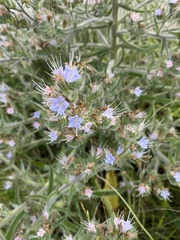 Echium italicum biebersteinii